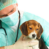 veterinary clinics